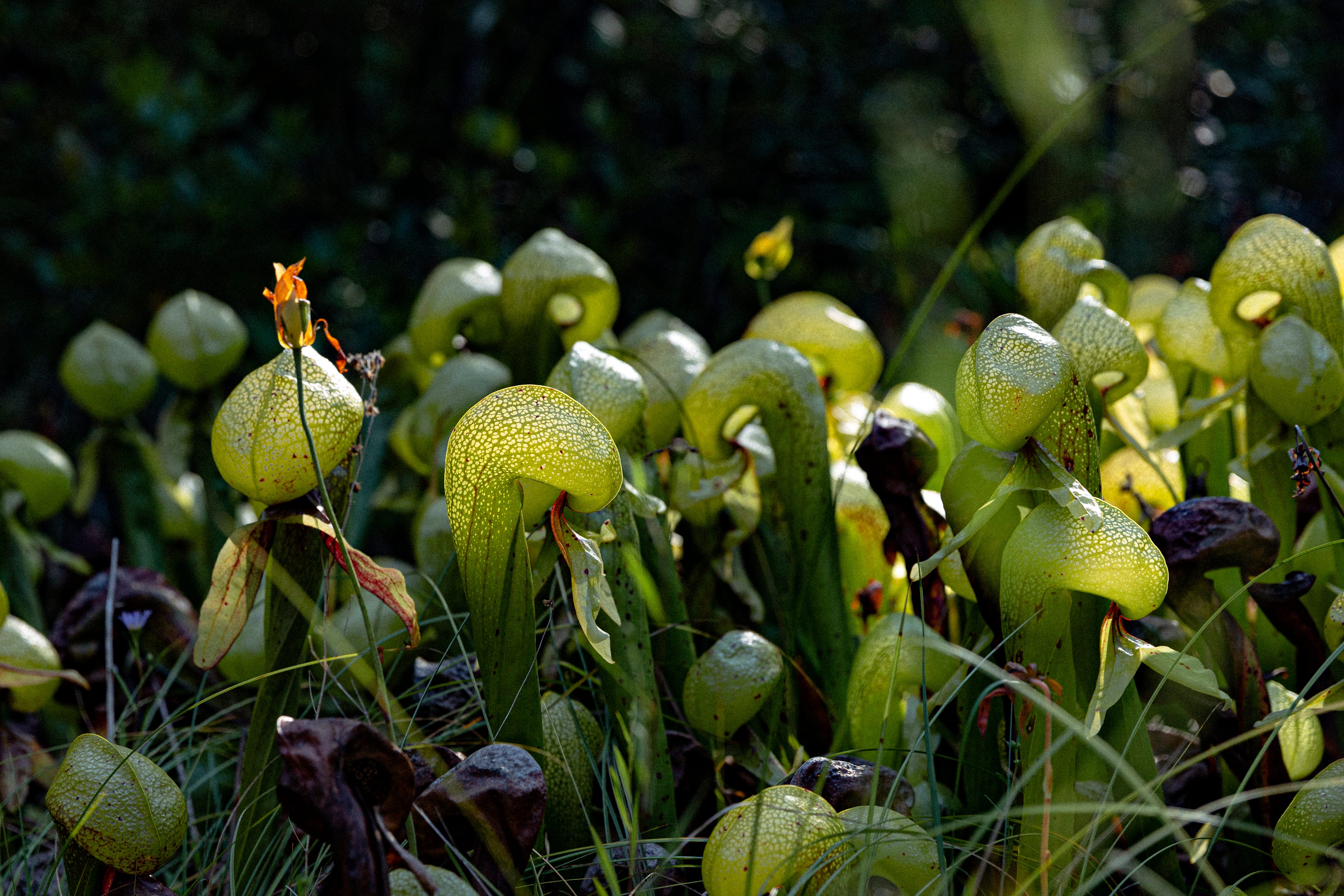 Hidden Florence preserve is home to bog of carnivorous cobra lilies