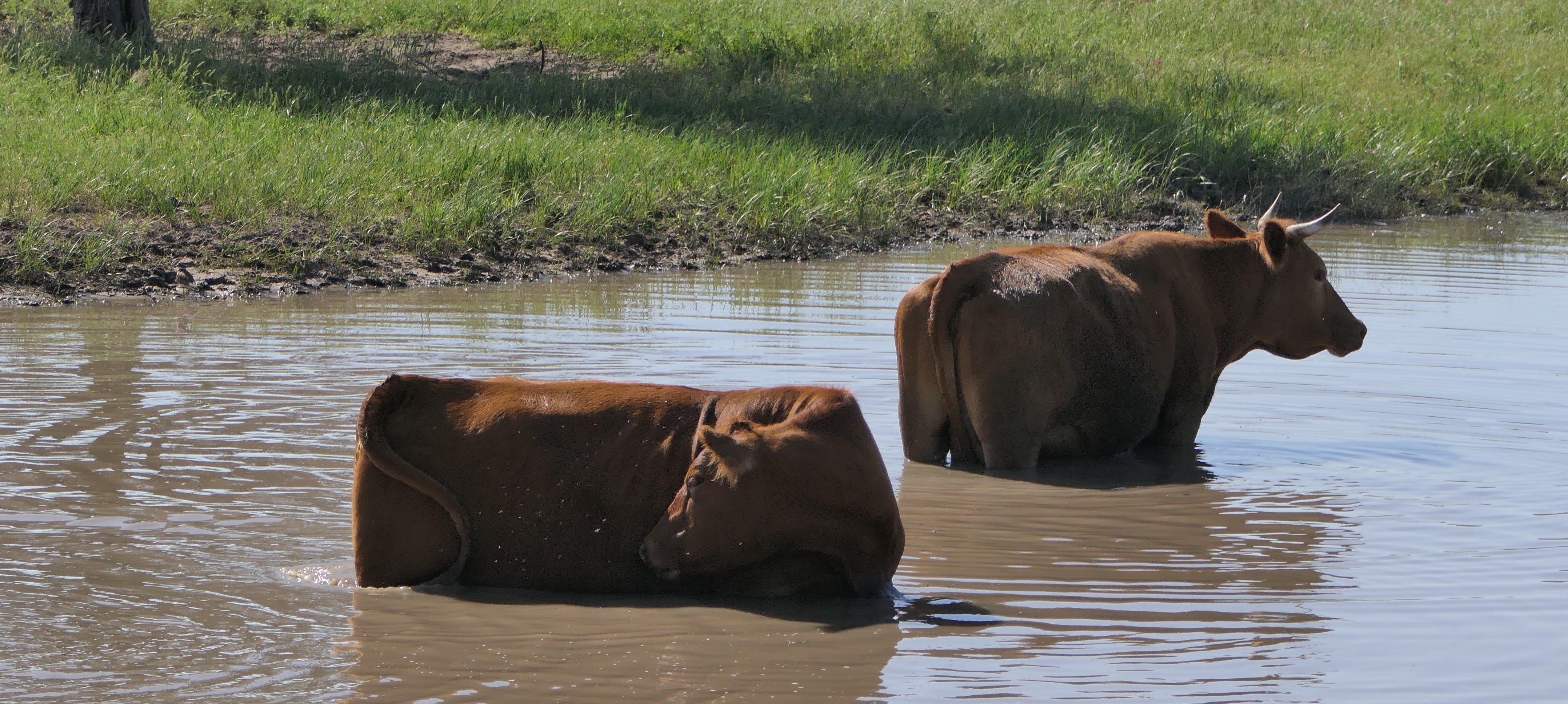 Health risks of cattle swimming in ponds mastitis, blue green algae