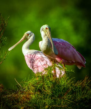 Two roseate spoonbills on a lazy morning in the Flagler Hospital pond.