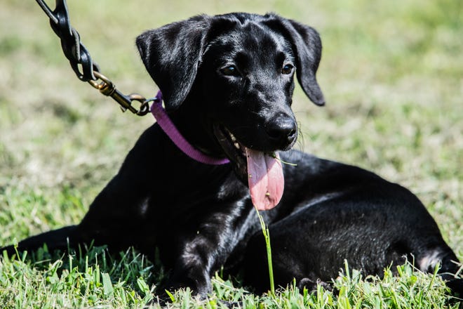 The new K9 dog is welcomed to Jackson on Tuesday, Aug 24, 2021 in Denmark, Tenn. The Labrador will help bringing elderly lost people home.