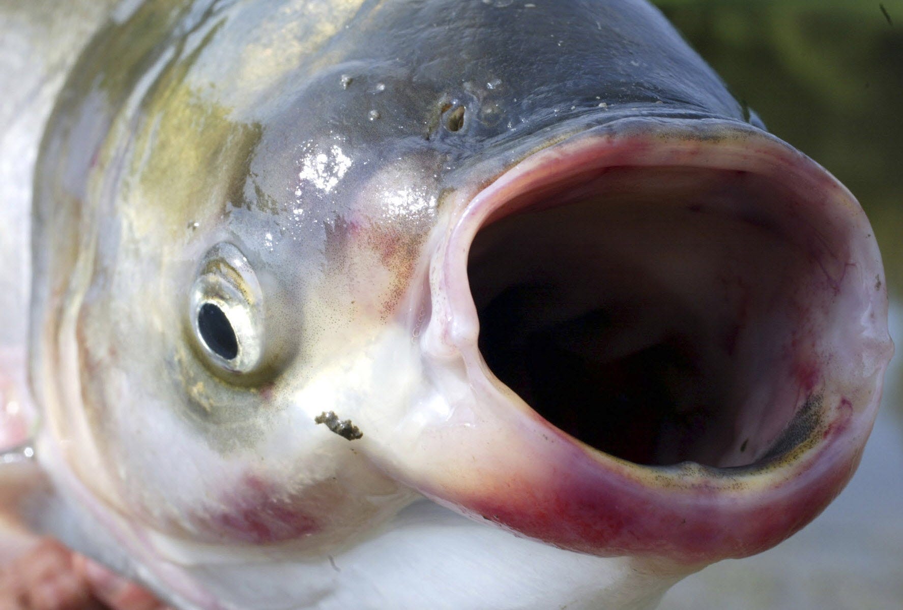 In this undated file photo, the invasive species silver carp, a variety of the Asian carp, is pictured by the Illinois River in central Illinois.