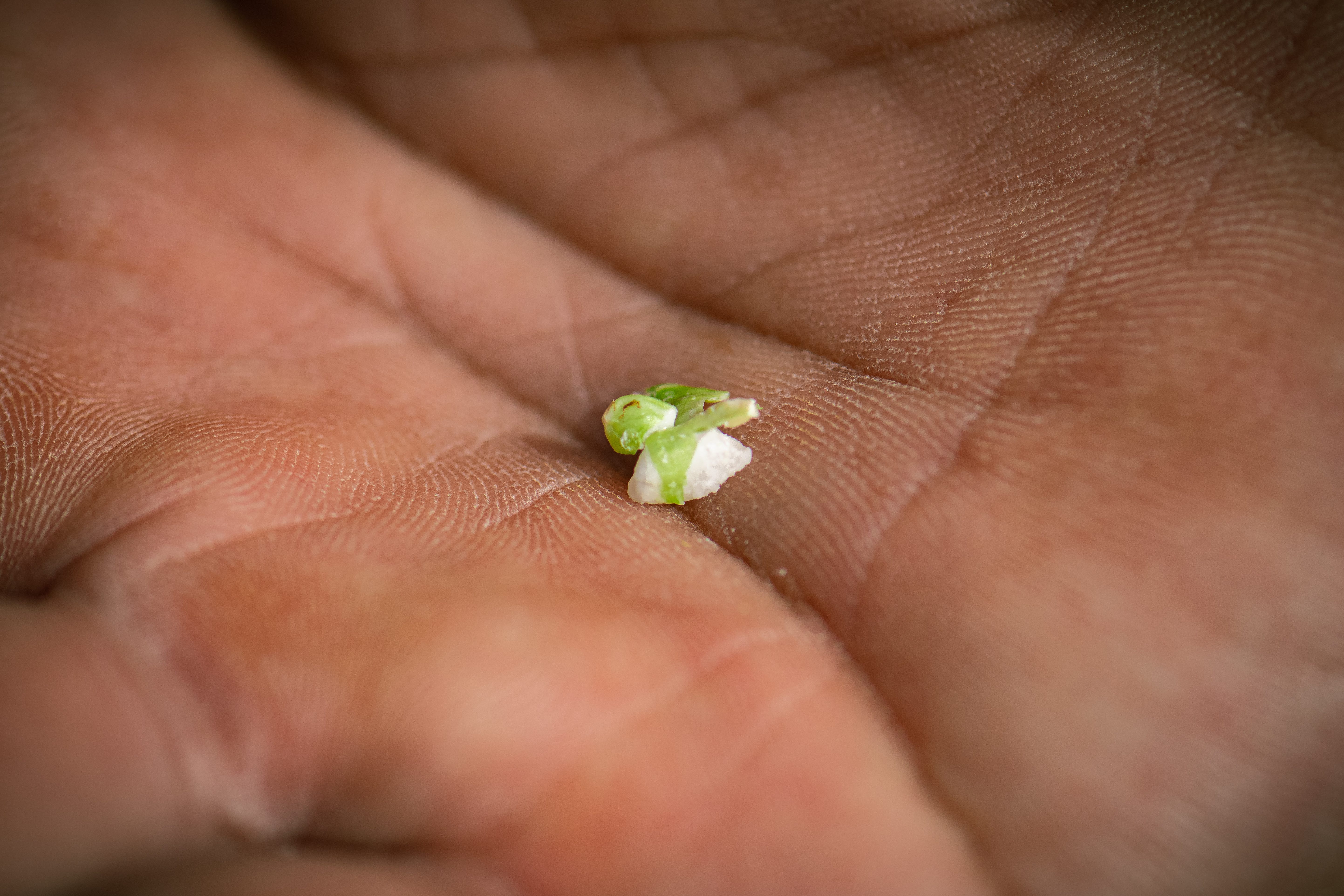 A single grain of green rice. This rice, harvested by hand during a very short window, is rare and fetches $10 per pound.