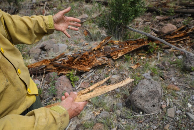 Dave Raney, operations section chief for the 2021 Horton Complex Fire, explains how downed trees from the 2011 Wallow Fire can fuel future wildfires.