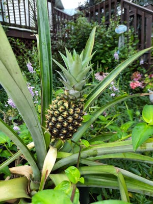 Alliance Garden Club members got a look at this pineapple plant at a member's home during the club's August meeting.