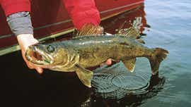 Outdoor column: Walleyes are worth their weight in gold