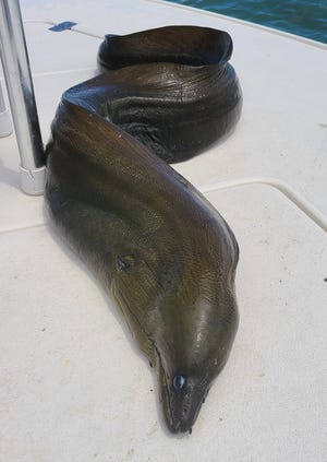 On August 20, 2021, while fishing with Captain Dave Edins at the pier at Port Canaveral, Minnesota angler Brian Hartmann caught and released a large moray eel.