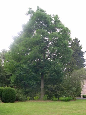 Kentucky Coffee Tree is a North American shade of light, clear shade, excellent yellow fall color and high drought and heat tolerance.