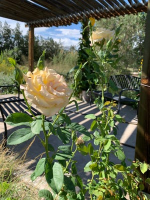 This rose bush at the NMSU Agricultural Science Center Learning Garden is full of buds, but a few of the stems have gotten leggy and can be pruned back now to encourage new buds to bloom before the season’s end.