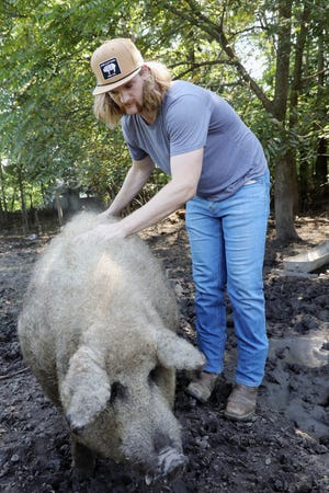 Kenan Todd, who started Acorn Bluff Farms with his brother, Seth, gives the farm's boar Ford a back rub Friday at the farm in Columbus Junction. The farm recently expanded its heritage Mangalitsa pork nationwide. The pork is known for its rich flavor, marbling and taste. The farm employs sustainable farming practices and the pigs spend their entire lives outdoors.