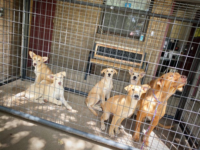 This mother dog and her five puppies are some of the animals available for adoption at the Ardmore Animal Shelter. All adoptions this week will cost $10.