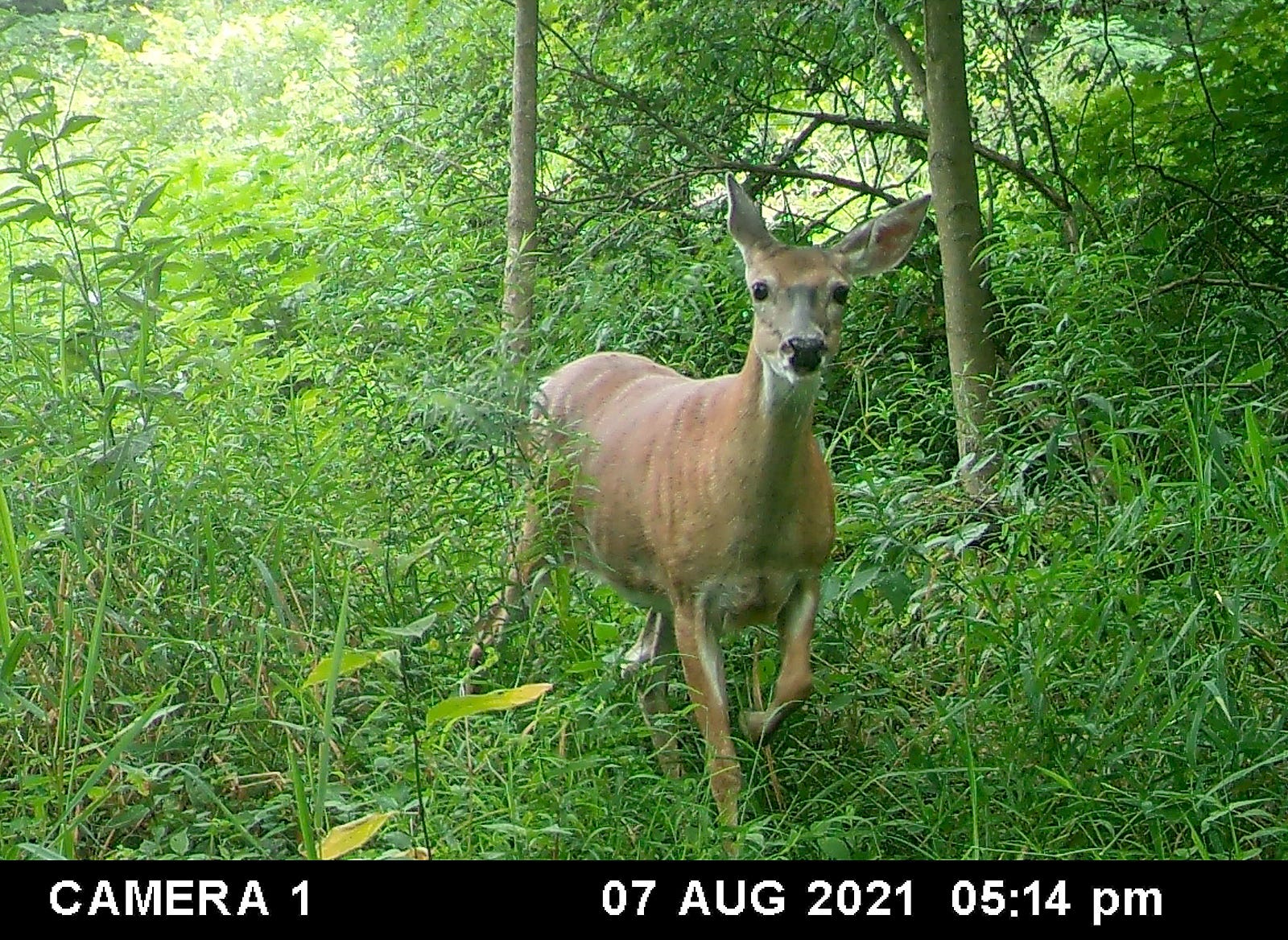 pa game commission doe tags pa game commission doe tags