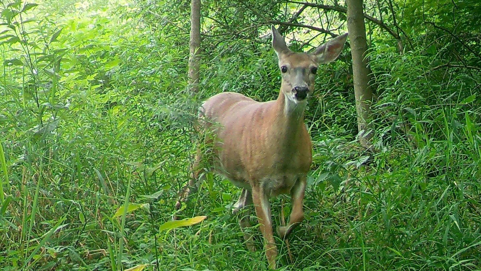 Pennsylvania Doe Tags 2024 Jaine Lilllie Pennsylvania Doe Tags 2024 Jaine Lilllie