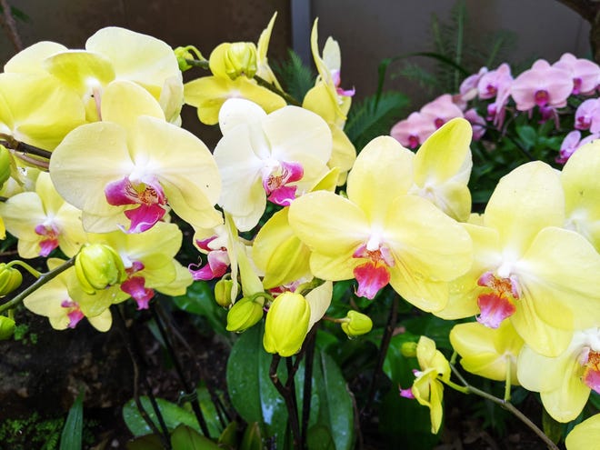 Orchids like these at the Naples Botanical Gardens.