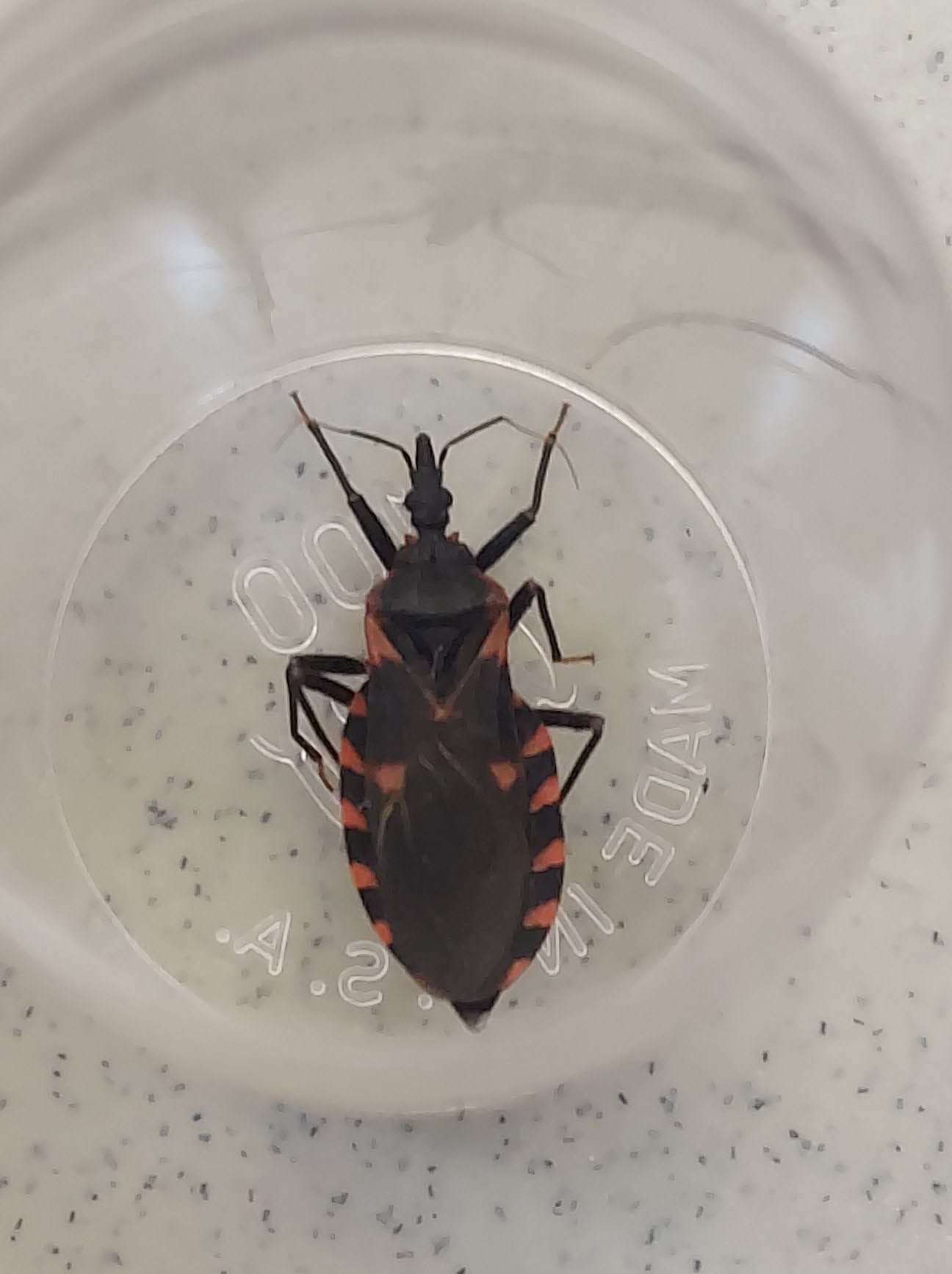 Bug 🐛 Bug