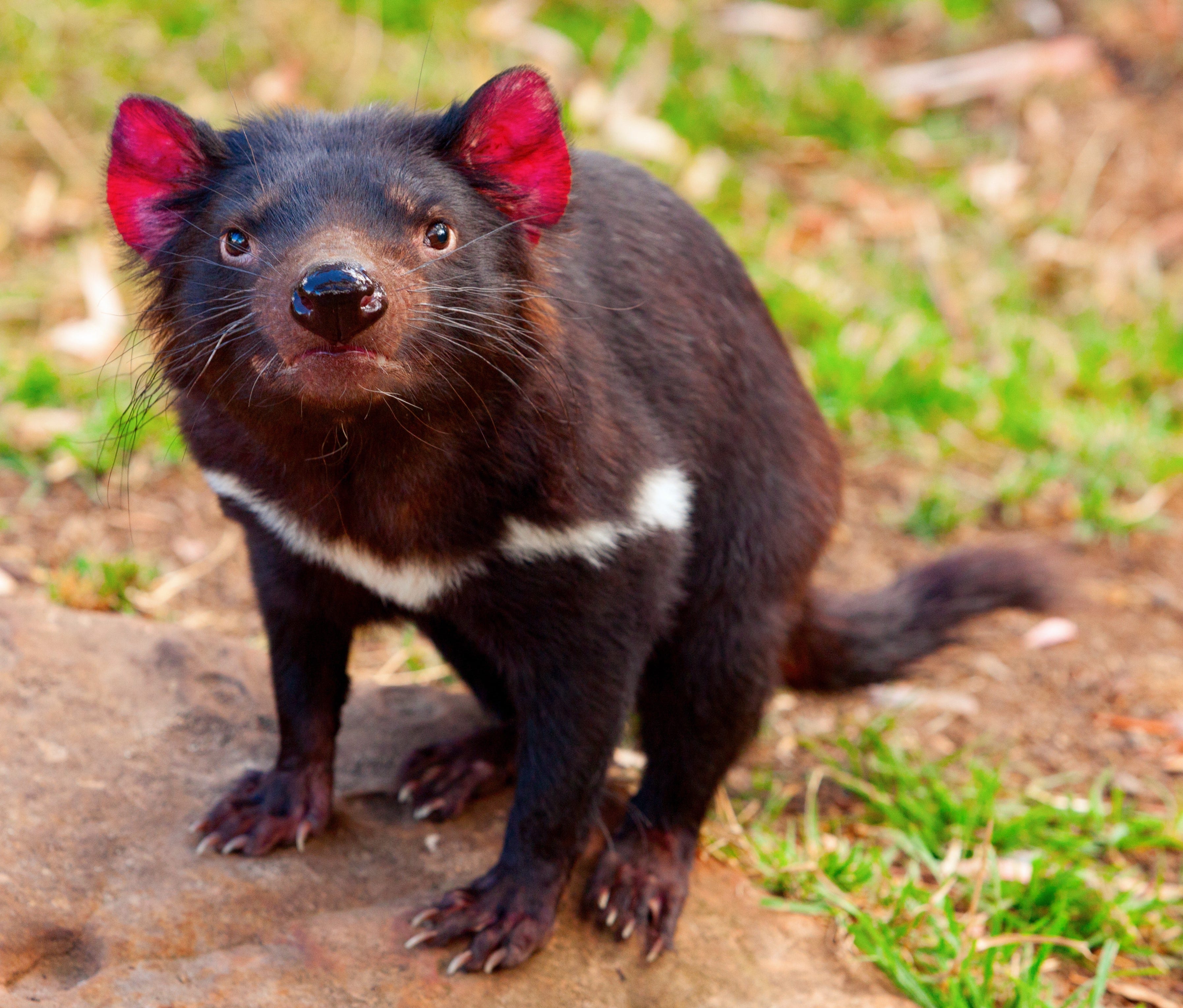 Ecoviews: Tasmanian devils don't resemble cartoon critter