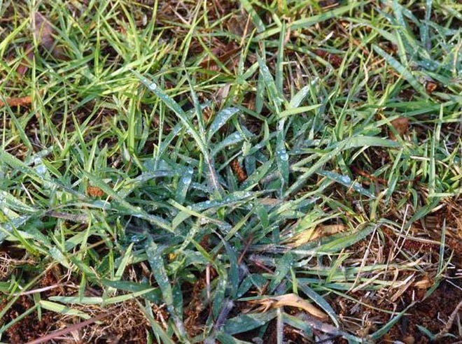 Mature, well established weeds like this crabgrass are much more difficult to control in summer than when they are small and not well established.
