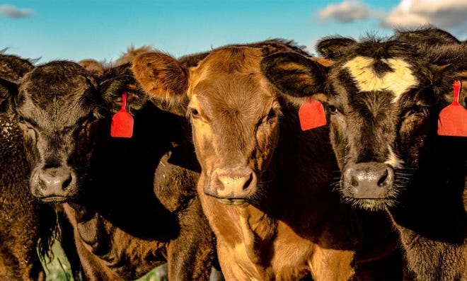 Every year, beef producers are tasked with finding the right heifers to incorporate into their herd.