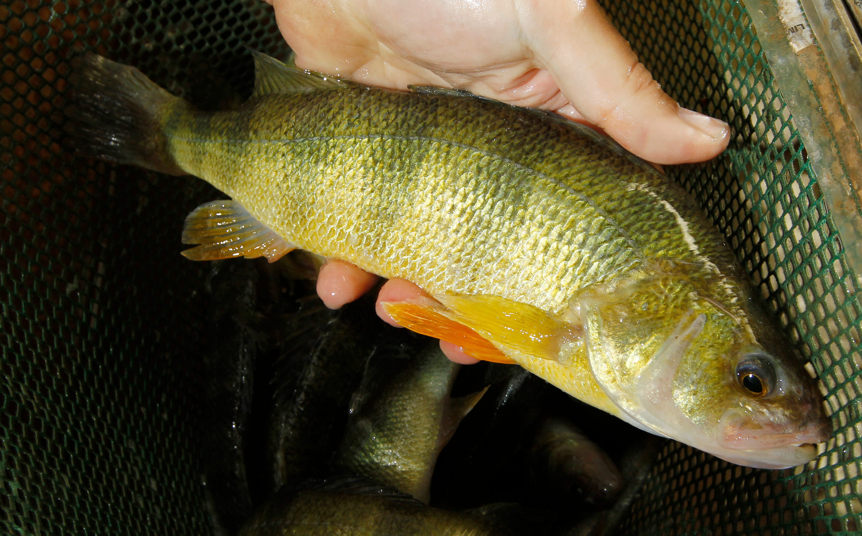 yellow perch