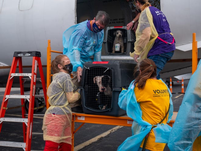 Combined with the pre-Hurricane rescue efforts, the BVSPCA has now rescued more than 300 animals from Louisiana. (Photo: Brandywine Valley SPCA)