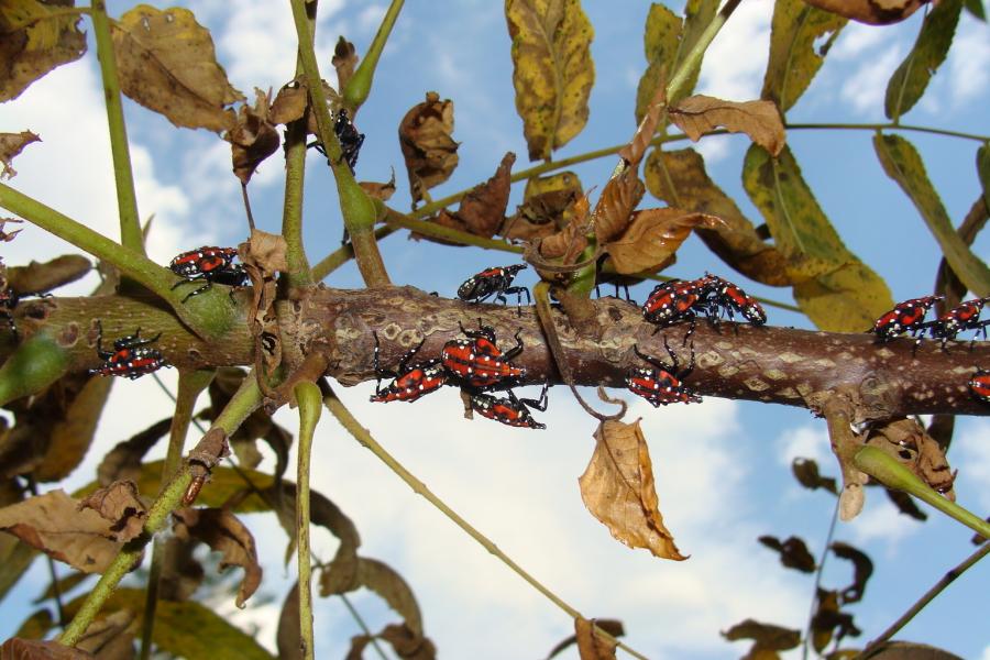 The spotted lanternfly nymphs are invasive and destructive insects that can severely damage maple trees, as well as grape, hop and berry crops.