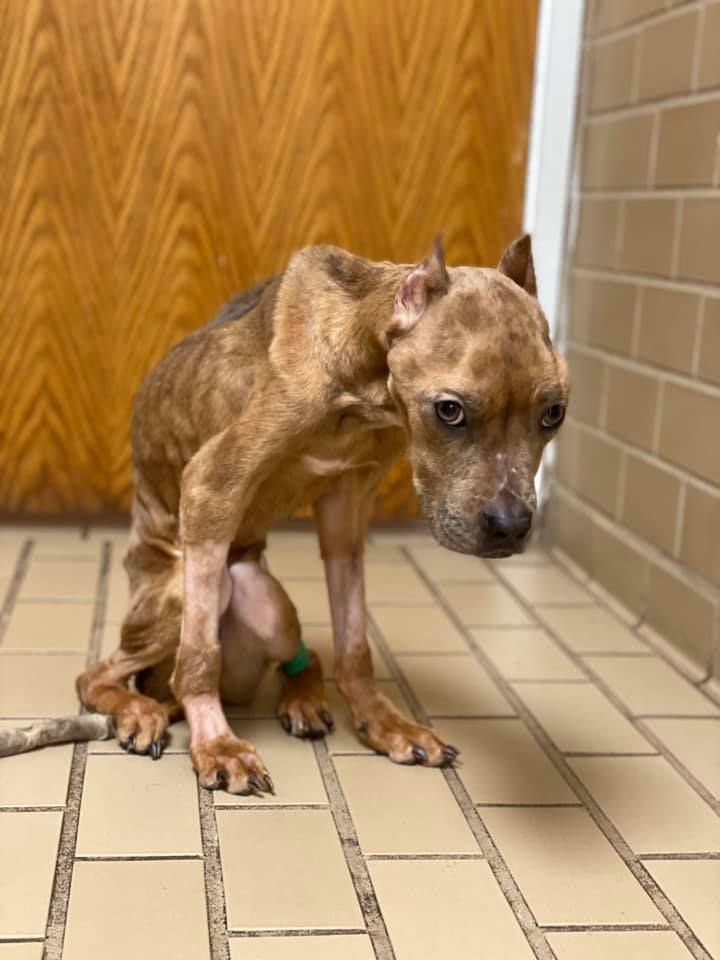 Dog recovering from severe malnutrition; Cape Coral couple charged Dog recovering from severe malnutrition; Cape Coral couple charged