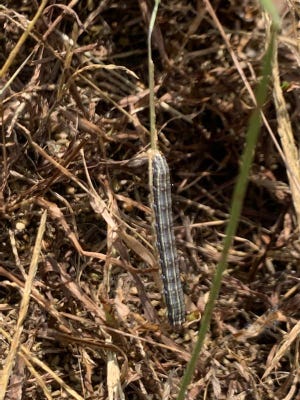 A fall armyworm in a field.