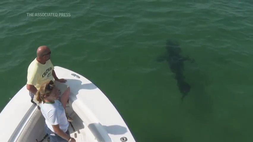 Shark tourism grows on Cape Cod thumbnail