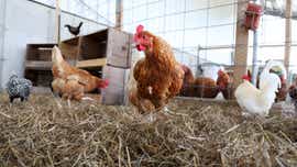 Fines for loud fowl? Kittery eyes new rules for noisy chickens