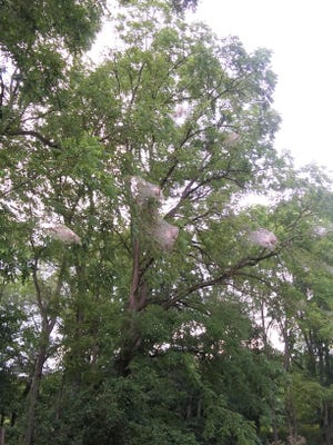 Tree infected with eastern tent caterpillar.
