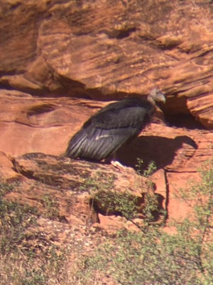California Condor #1111 became the second wild-hatched nestling to successfully fledge in Zion National Park on August 28, 2021.