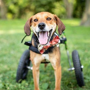 Boone the beagle was named the 2021 American Humane Hero Dog.