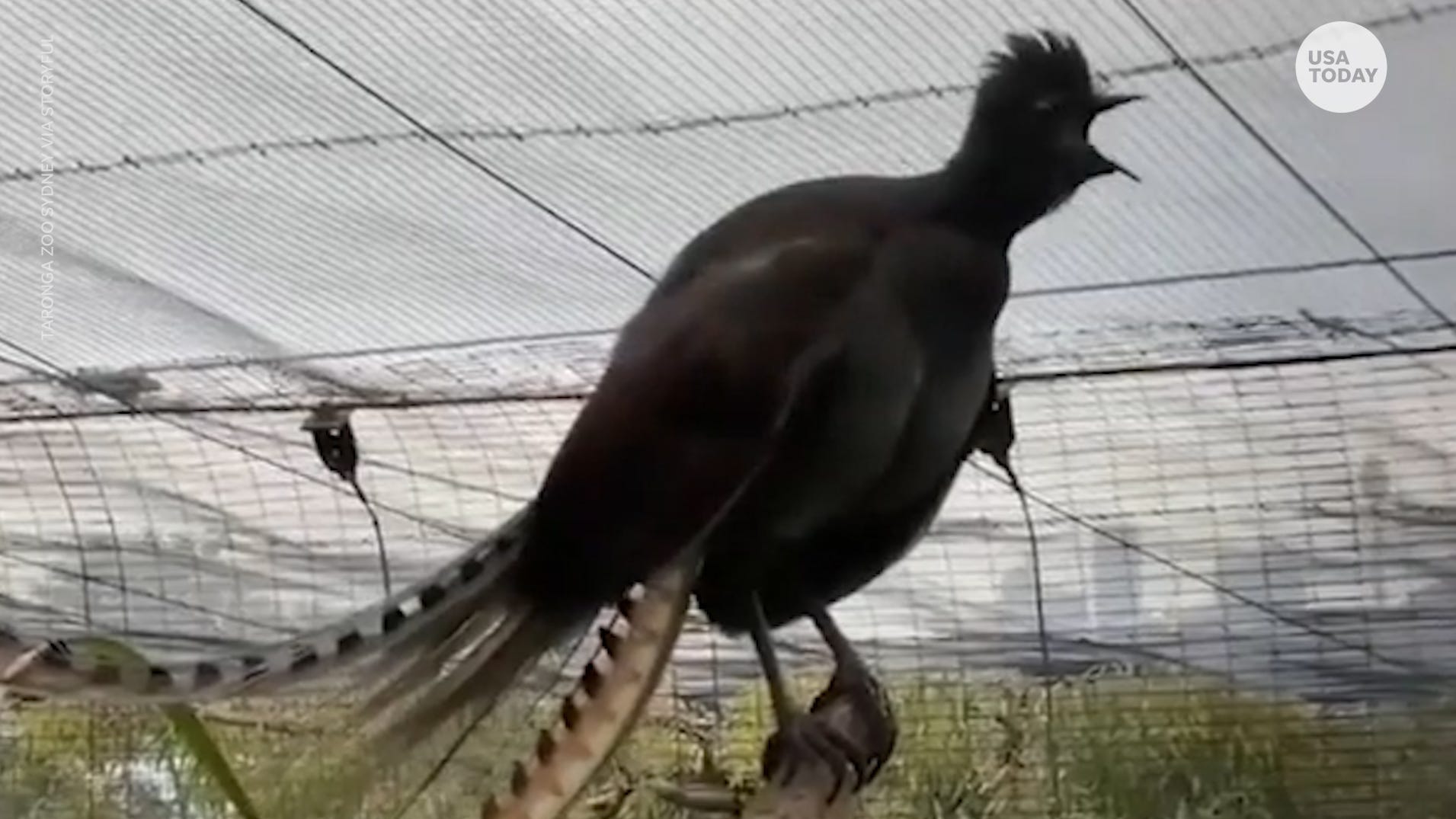 Lyrebird imitates the sound of a crying baby at a zoo in Sydney Lyrebird imitates the sound of a crying baby at a zoo in Sydney