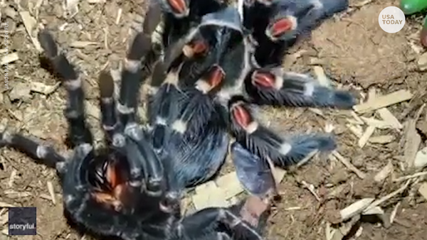 Captivating shot of tarantula shedding