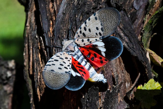 A spotted lanternfly is pictured at a vineyard in Kutztown, Pa., on Sept. 19, 2019.