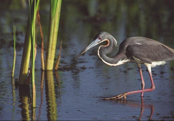 A tricolored heron walks through the water at the Arthur R. Marshall Loxahatchee National Wildlife Refuge.