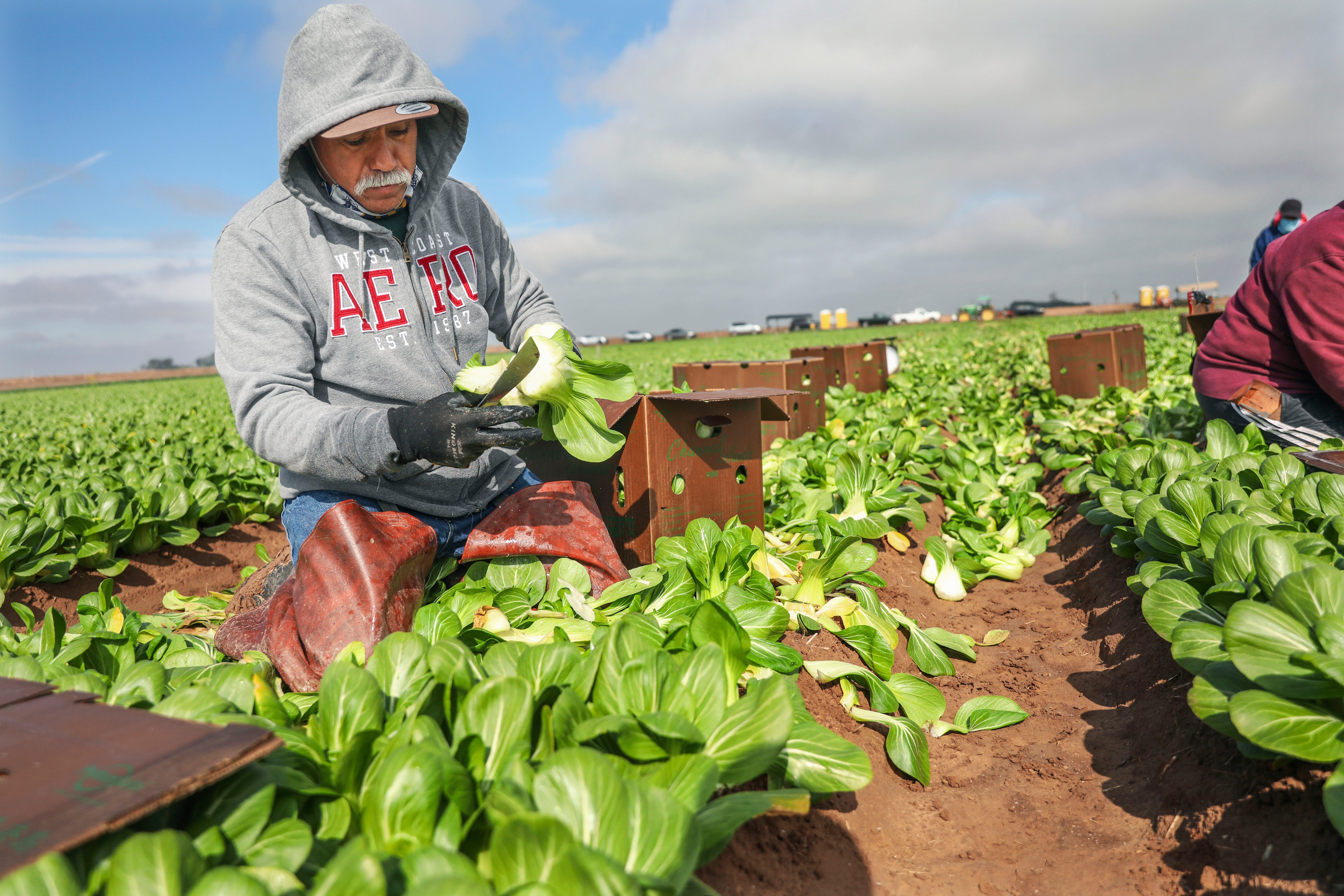 Trabajadores agrícolas recogen bok choy en un campo en Calexico, California. En 2021, el presidente Joe Biden propuso un camino de ocho años hacia la ciudadanía para unos 11 millones de inmigrantes EEUU, así como tarjetas verdes para más de 1 millón de beneficiarios de DACA. El Congreso no ha aprobado la medida.