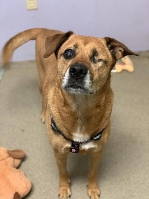 Nala is a female black mouth cur/shepherd mix who walks well on a leash and doesn't let her missing eye slow her down.