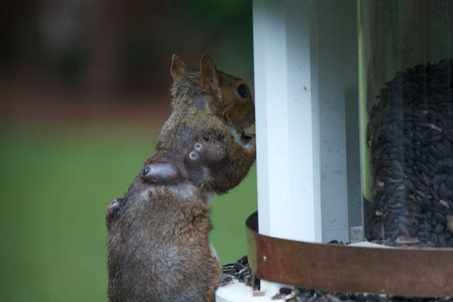 Those sores on squirrels in the yard are likely bot flies