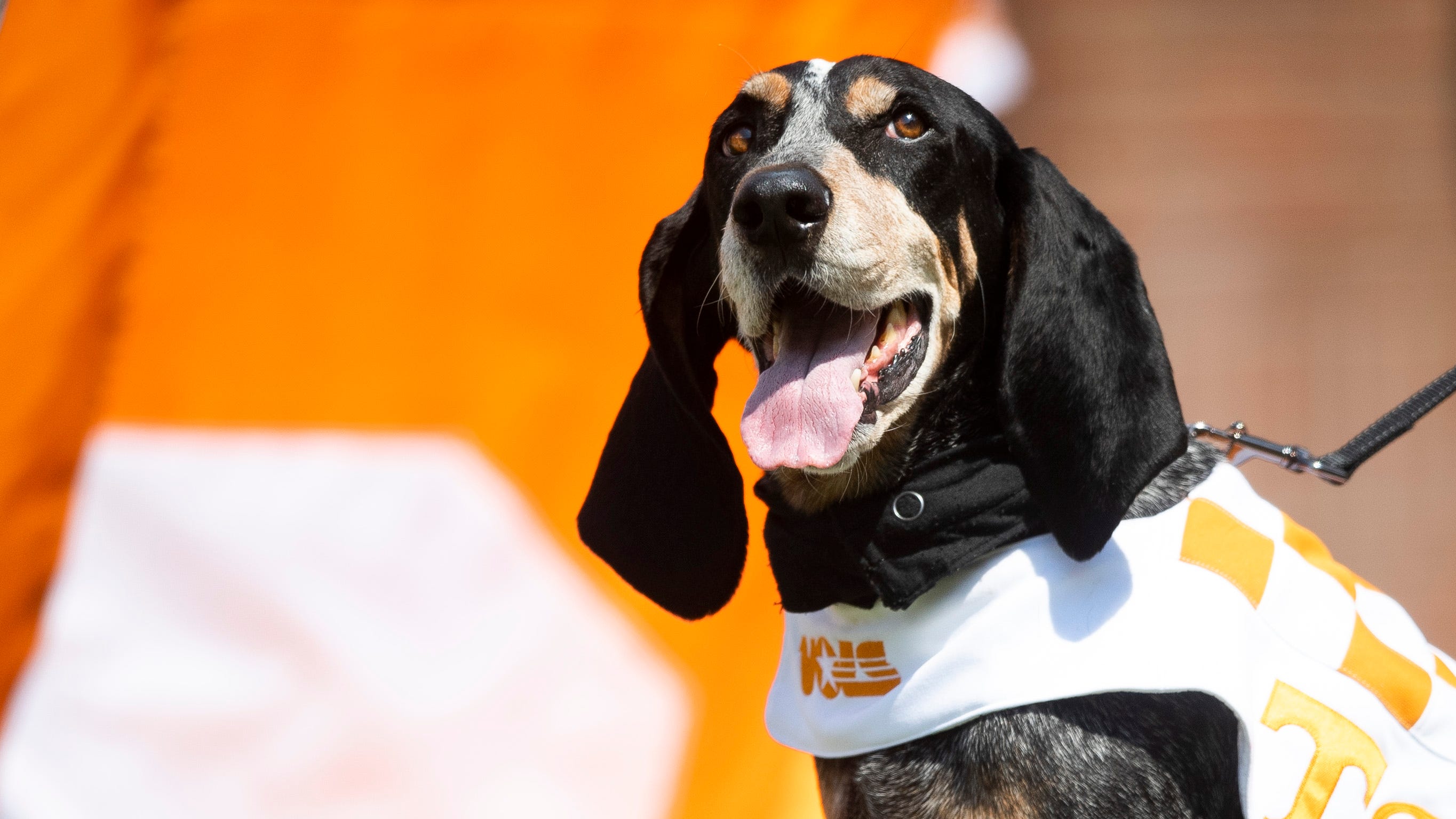 What To Know About University Of Tennessee s Mascot Smokey what-to-know-about-university-of-tennessee-s-mascot-smokey
