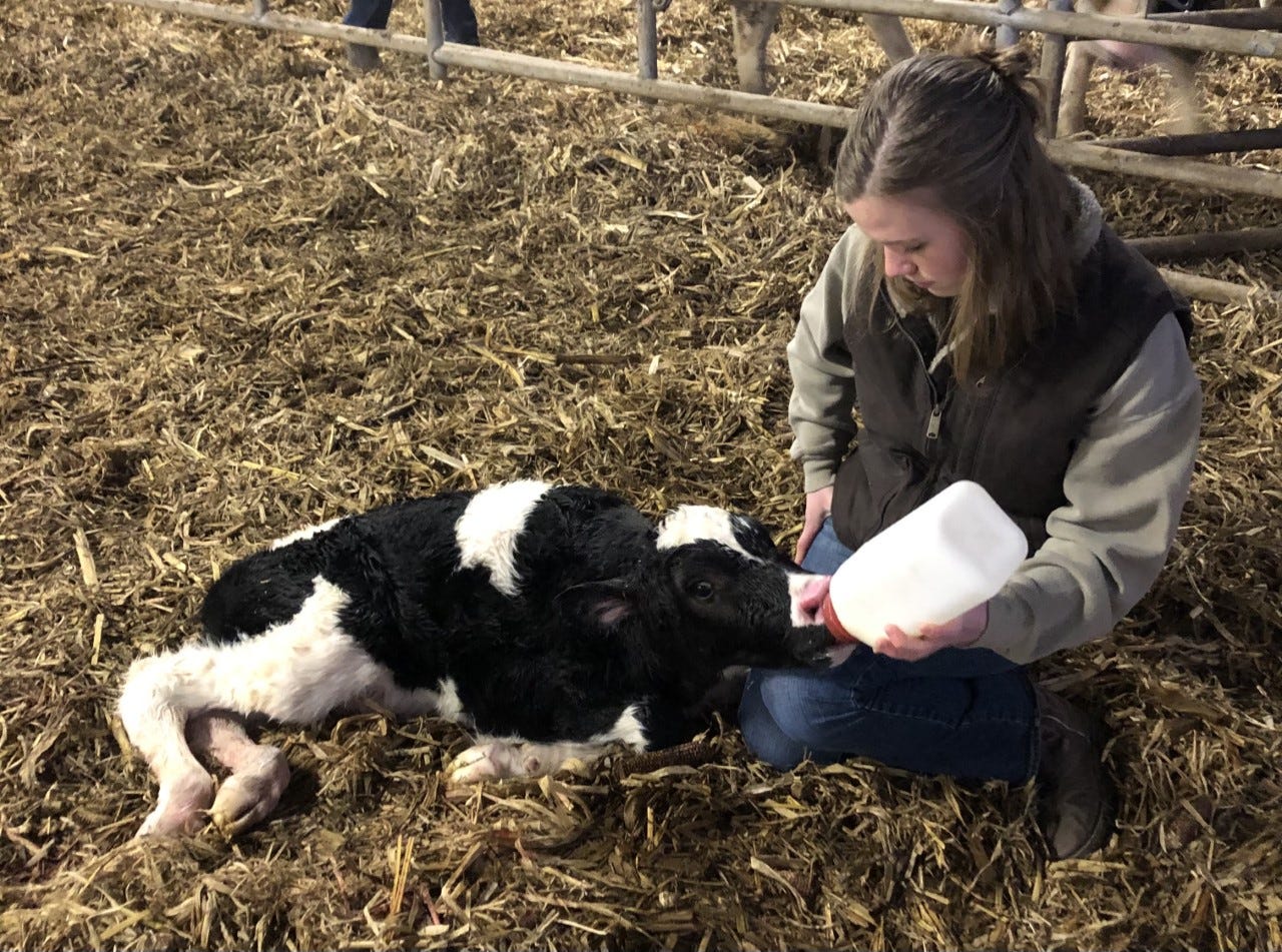 Kristin Johns feeds a baby calf on the farm. She is Pennsylvania Dairy Princess Alternate, along with Katerina Coffman.