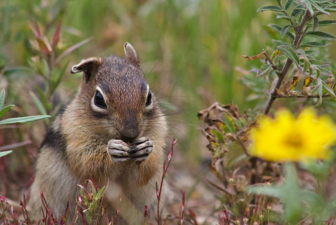 A golden-mantled ground squirrel, the species observed in the study done by a team at UC Davis.