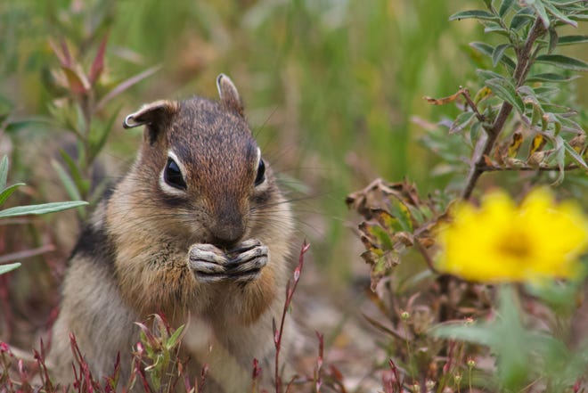 A golden-mantled ground squirrel, the species observed in the study done by a team at UC Davis.