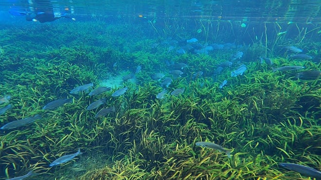 54513a53 5fc3 4734 b214 ae4b81a56c50 thumbnail FSI Silver River fish count tilapia and mullet 07 19 2021 Still3 In: Springswatch Trains Citizen Scientists to Gather Data on the Health of Springs | Our Santa Fe River, Inc. (OSFR) | Protecting the Santa Fe River Blue Tilapia with Mullet on the Silver River, taken during the Florida Springs Institute Silver River FishCount on July 19th, 2021.