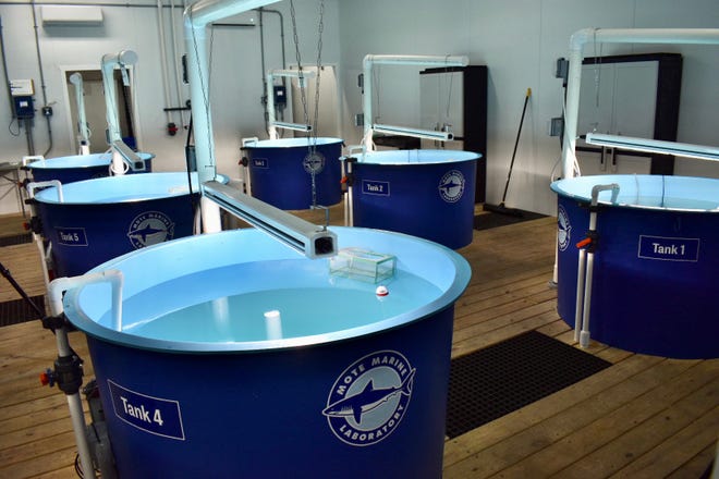 Mote Marine is conducting controlled experiments using Ozonix water treatment.