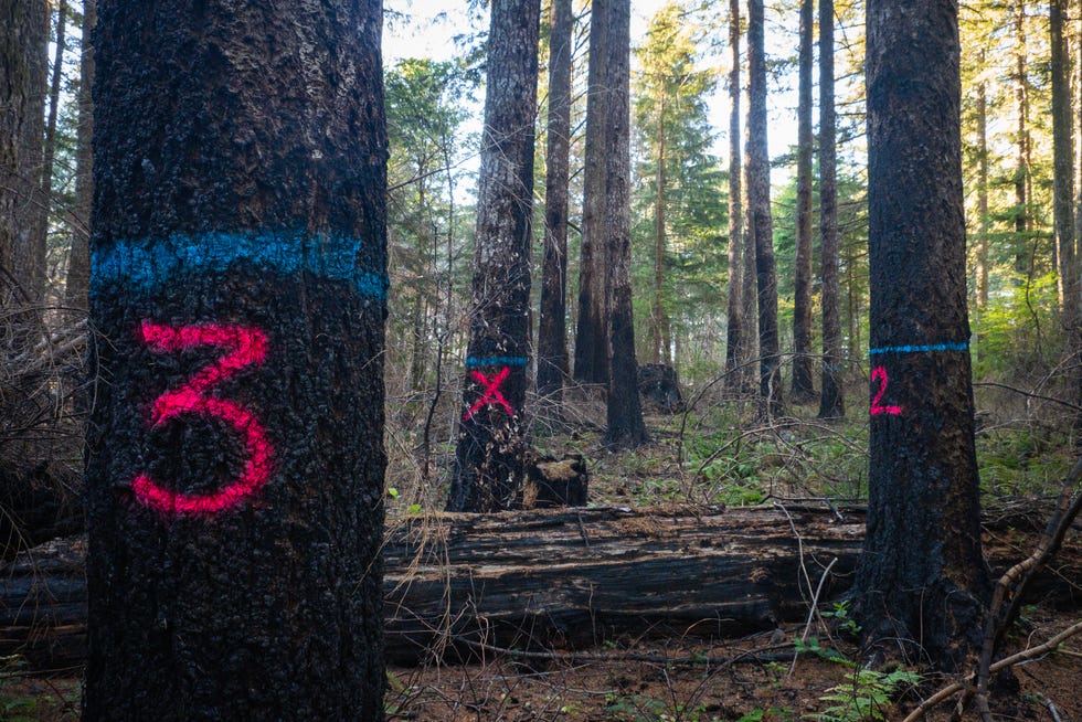 Trees marked for harvest at Silver Falls State Park.