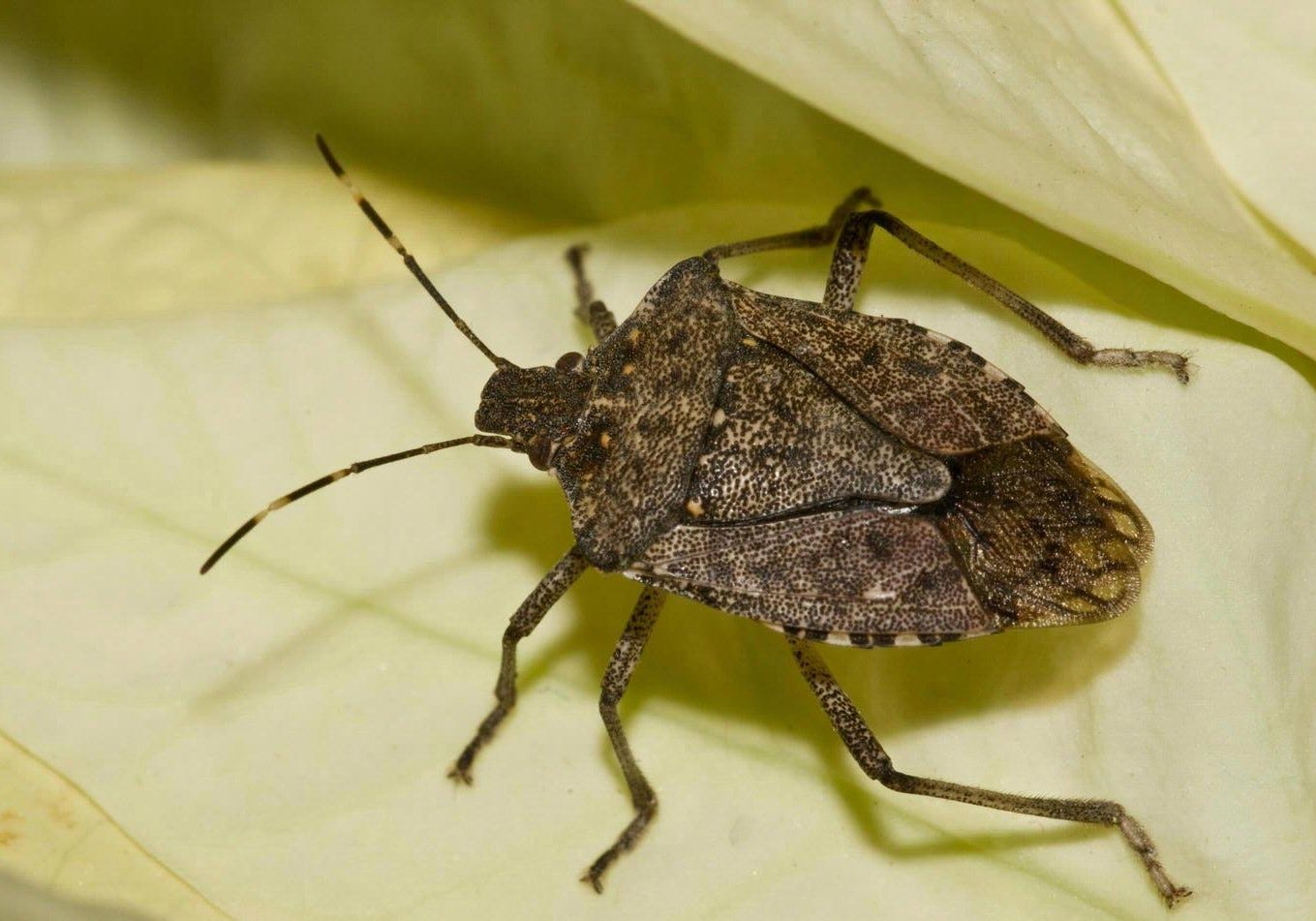 Top 8 Why Do I Have Stink Bugs In My House