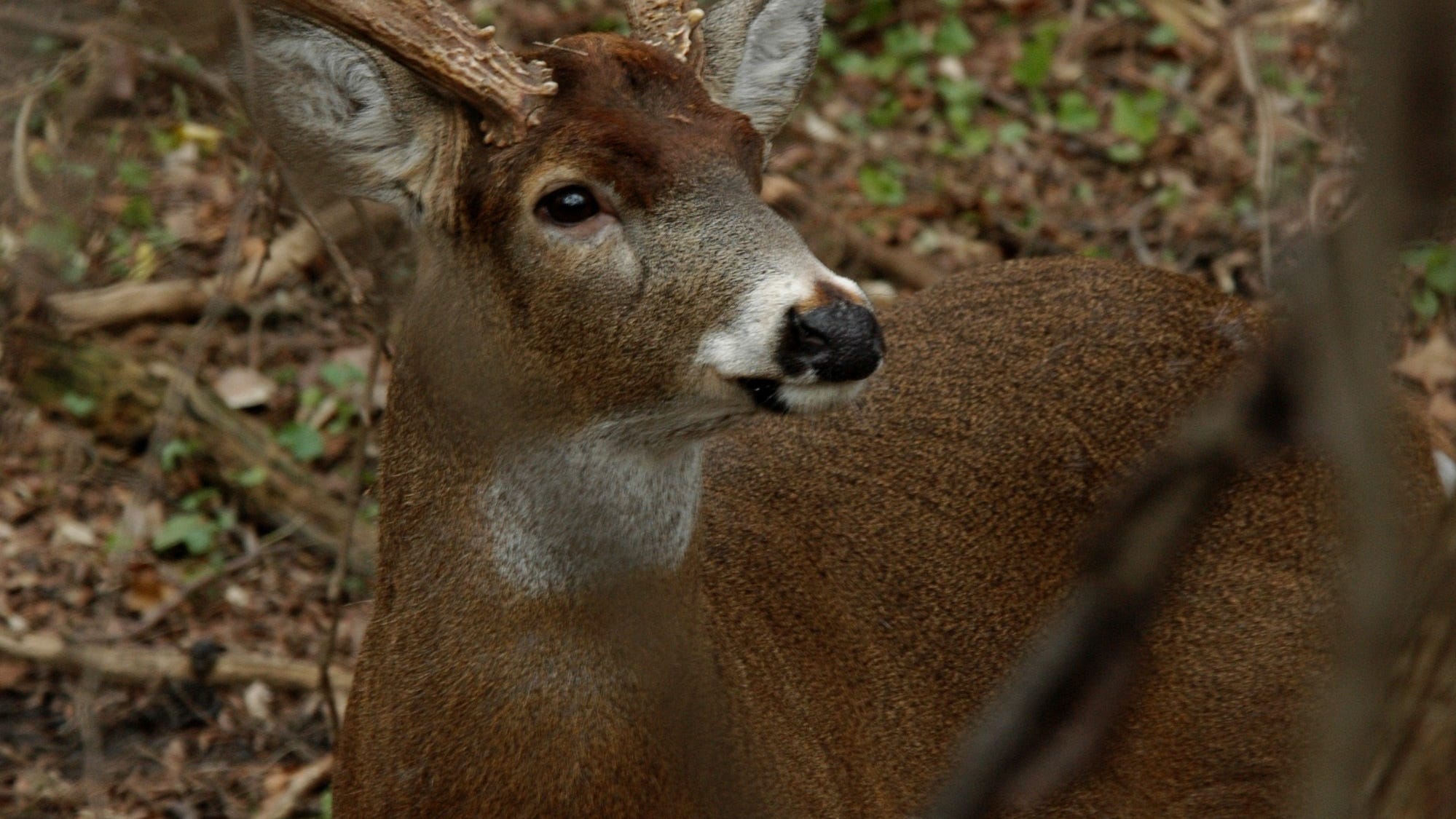 Indiana deer hunting season 2021 What you need, best places to go