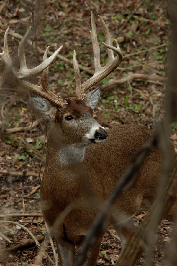 indiana-deer-hunting-season-2021-what-you-need-best-places-to-go