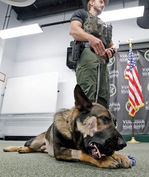 Volusia County Sheriff's Department K-9 Unit A.J. Davis along with his K-9 partner Ax are introduced to the media, Wednesday, Sept. 15, 2021. Ax is recovering from a gunshot wound he received while chasing an armed carjacking suspect.