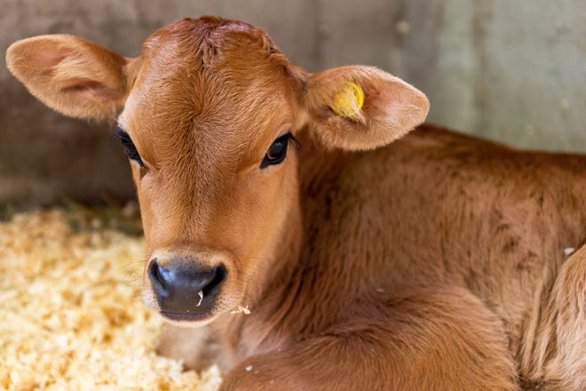 A baby calf, donated by Heritage Farms, lays in the Baby Animal Barn on Monday, Sept. 13, at the Allegan County Fair.